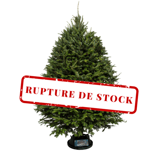 Sapin Baumier